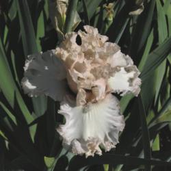 Location: Catheys Valley CA
Date: 05-10-2015
Photo courtesy of Superstition Iris Gardens, posted with permissi