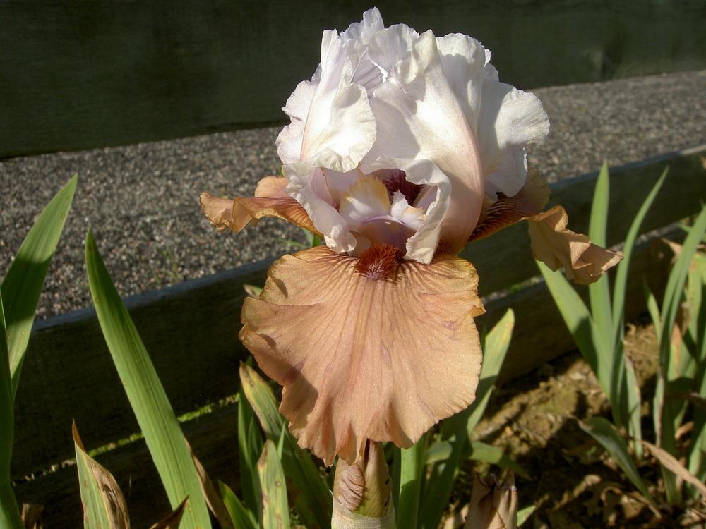 Photo of Tall Bearded Iris (Iris 'Imprimis') uploaded by Muddymitts