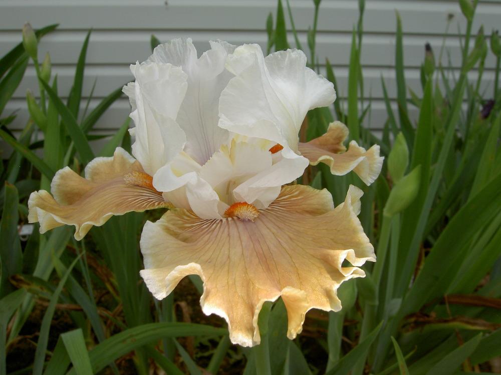 Photo of Tall Bearded Iris (Iris 'Coffee Whispers') uploaded by Muddymitts