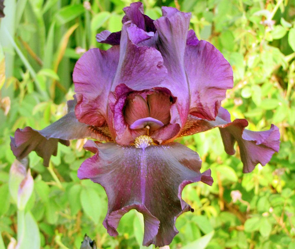 Photo of Tall Bearded Iris (Iris 'Harlem Hussy') uploaded by TBGDN