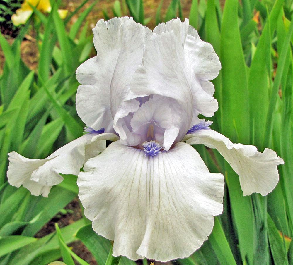 Photo of Tall Bearded Iris (Iris 'Song of Norway') uploaded by TBGDN