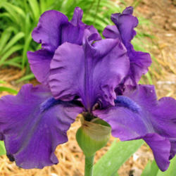 Location: My Gardens
Date: May 25, 2013
A Top Ten Favorite Of All Irises!