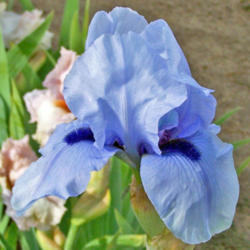 Location: My Gardens
Date: May 1, 2012
A Favorite Border Iris