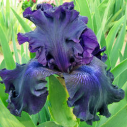 Location: My Gardens
Date: June 6, 2013
Nice Dark Iris From Superstition