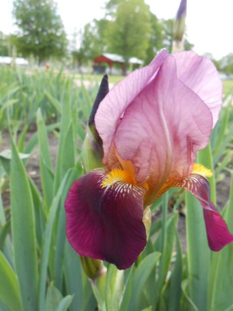 Photo of Tall Bearded Iris (Iris 'Indian Chief') uploaded by crowrita1
