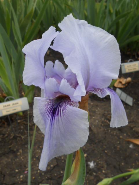 Photo of Arilbred Iris (Iris 'Mohr Pretender') uploaded by crowrita1