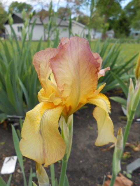 Photo of Tall Bearded Iris (Iris 'Elsinore') uploaded by crowrita1