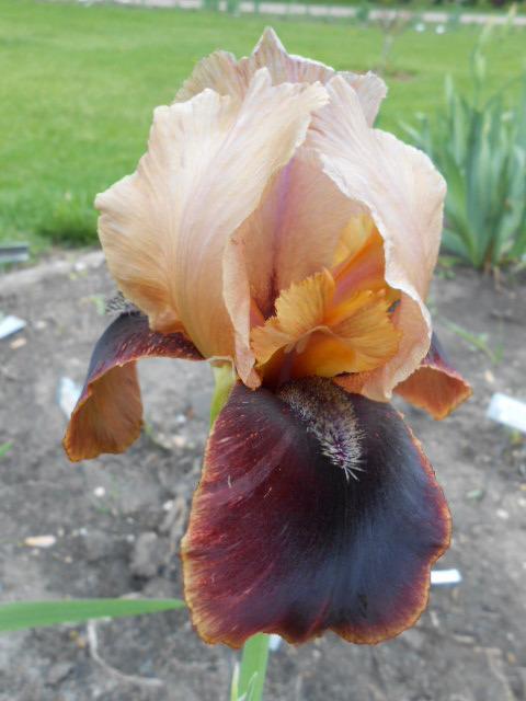 Photo of Arilbred Iris (Iris 'Navajo Velvet') uploaded by crowrita1