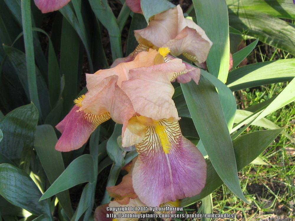 Photo of Tall Bearded Iris (Iris 'Rameses') uploaded by enidcandles