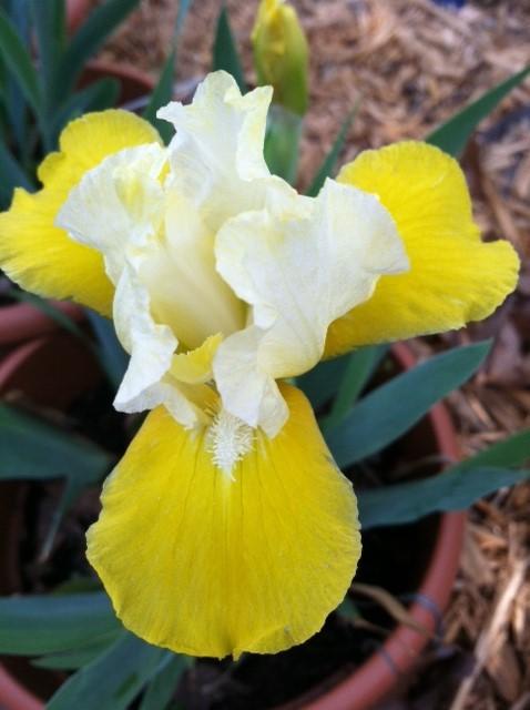 Photo of Standard Dwarf Bearded Iris (Iris 'Vavoom') uploaded by grannysgarden