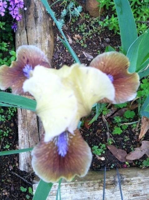 Photo of Standard Dwarf Bearded Iris (Iris 'Indian Pow Wow') uploaded by grannysgarden