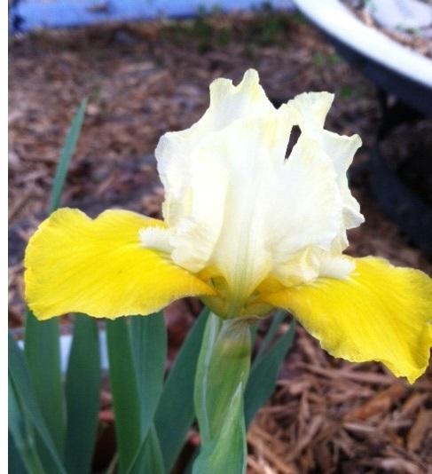 Photo of Standard Dwarf Bearded Iris (Iris 'Vavoom') uploaded by grannysgarden