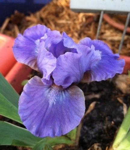 Photo of Standard Dwarf Bearded Iris (Iris 'Snitch') uploaded by grannysgarden