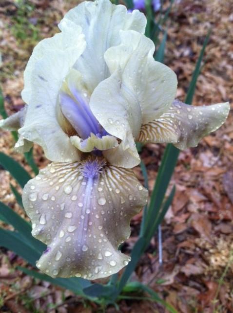 Photo of Intermediate Bearded Iris (Iris 'Sue Zee') uploaded by grannysgarden