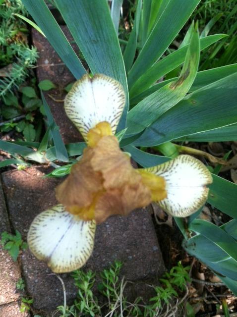 Photo of Miniature Tall Bearded Iris (Iris 'Zula') uploaded by grannysgarden