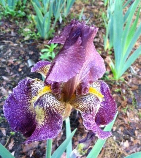 Photo of Tall Bearded Iris (Iris 'Halloween Moon') uploaded by grannysgarden