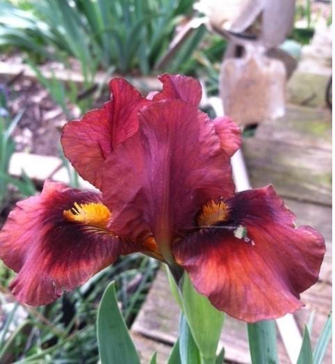 Photo of Standard Dwarf Bearded Iris (Iris 'Nosferatu') uploaded by grannysgarden