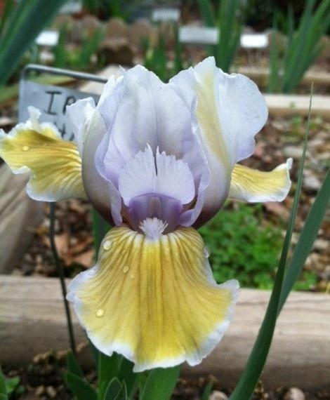 Photo of Standard Dwarf Bearded Iris (Iris 'Irish Halo') uploaded by grannysgarden