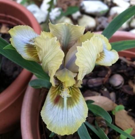 Photo of Miniature Dwarf Bearded Iris (Iris 'Millennium Bug') uploaded by grannysgarden