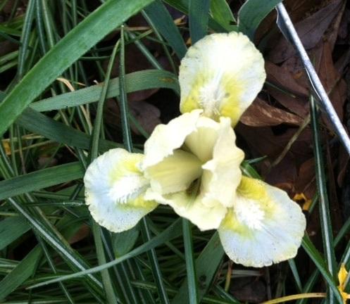 Photo of Miniature Dwarf Bearded Iris (Iris 'Pussytoes') uploaded by grannysgarden