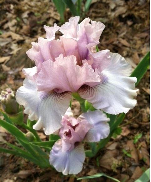 Photo of Intermediate Bearded Iris (Iris 'Londonderry') uploaded by grannysgarden