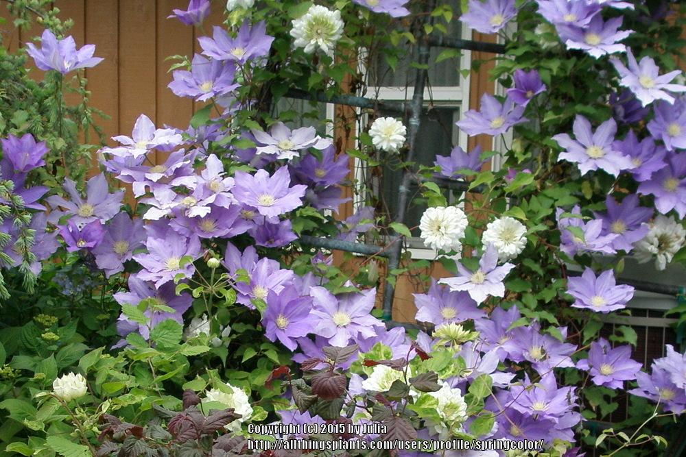 Photo of Clematis uploaded by springcolor