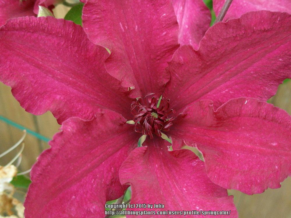 Photo of Clematis uploaded by springcolor