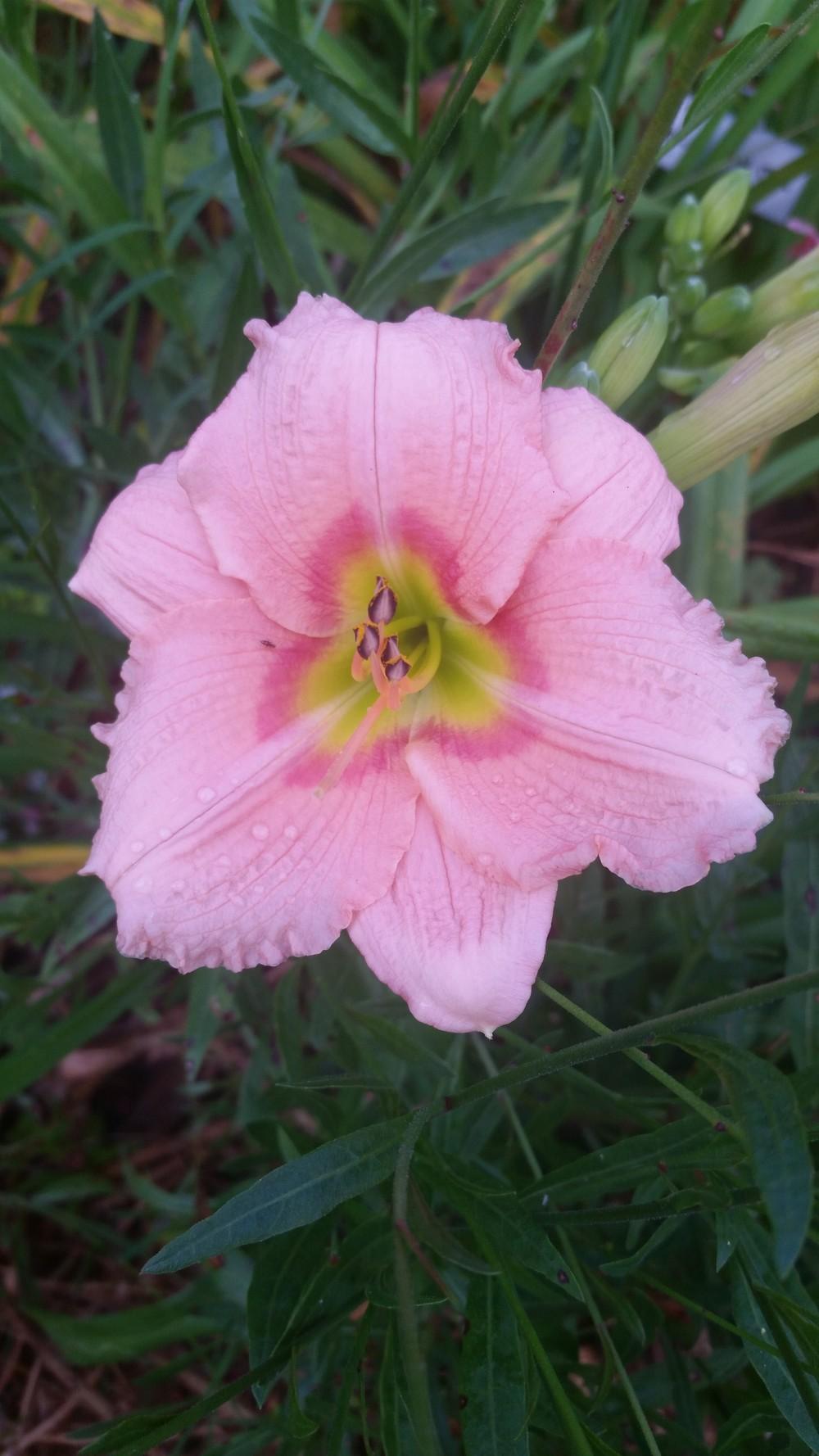 Photo of Daylily (Hemerocallis 'Elegant Candy') uploaded by value4dollars