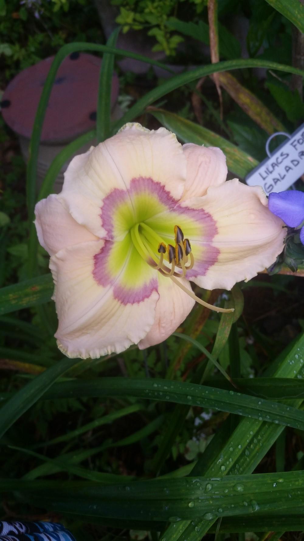 Photo of Daylily (Hemerocallis 'Reflections in Time') uploaded by value4dollars