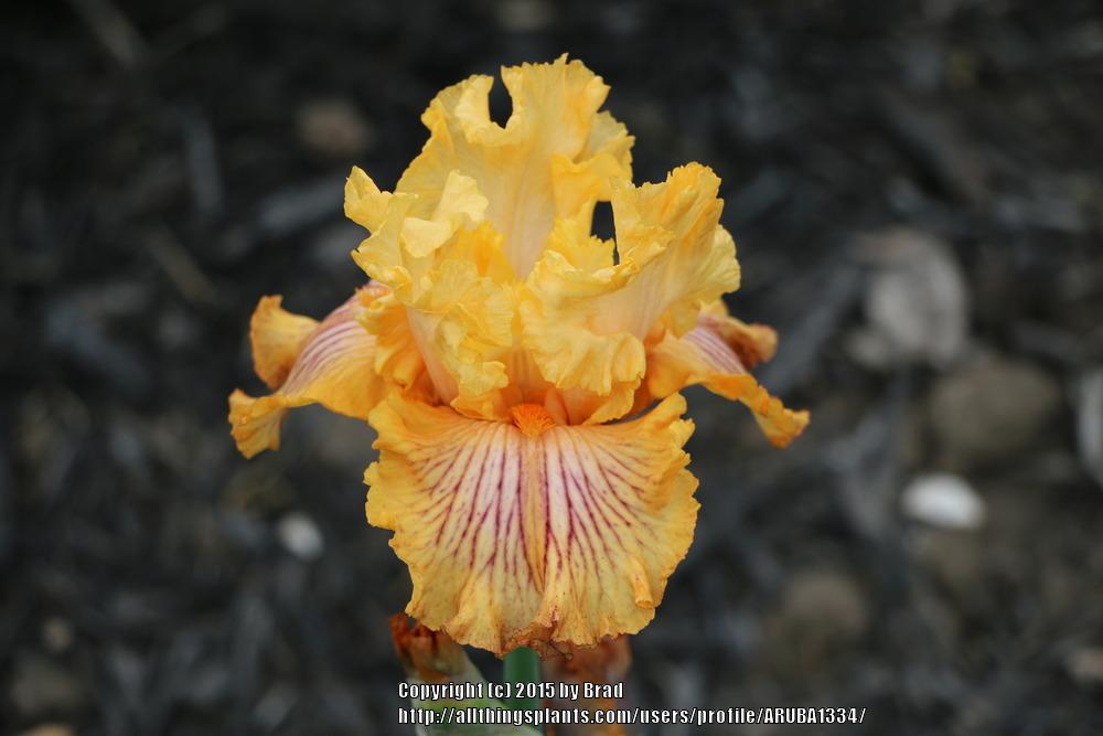 Photo of Tall Bearded Iris (Iris 'Sammie's Jammies') uploaded by ARUBA1334