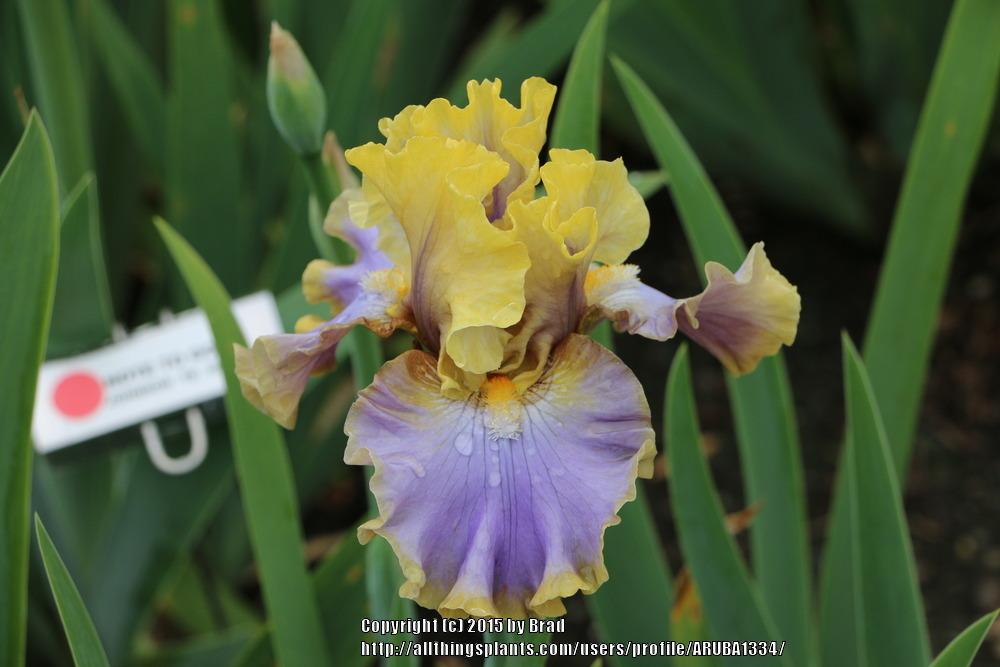 Photo of Tall Bearded Iris (Iris 'Repertoire') uploaded by ARUBA1334