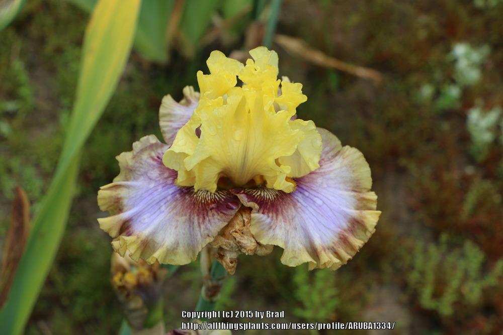 Photo of Tall Bearded Iris (Iris 'Free To Dream') uploaded by ARUBA1334