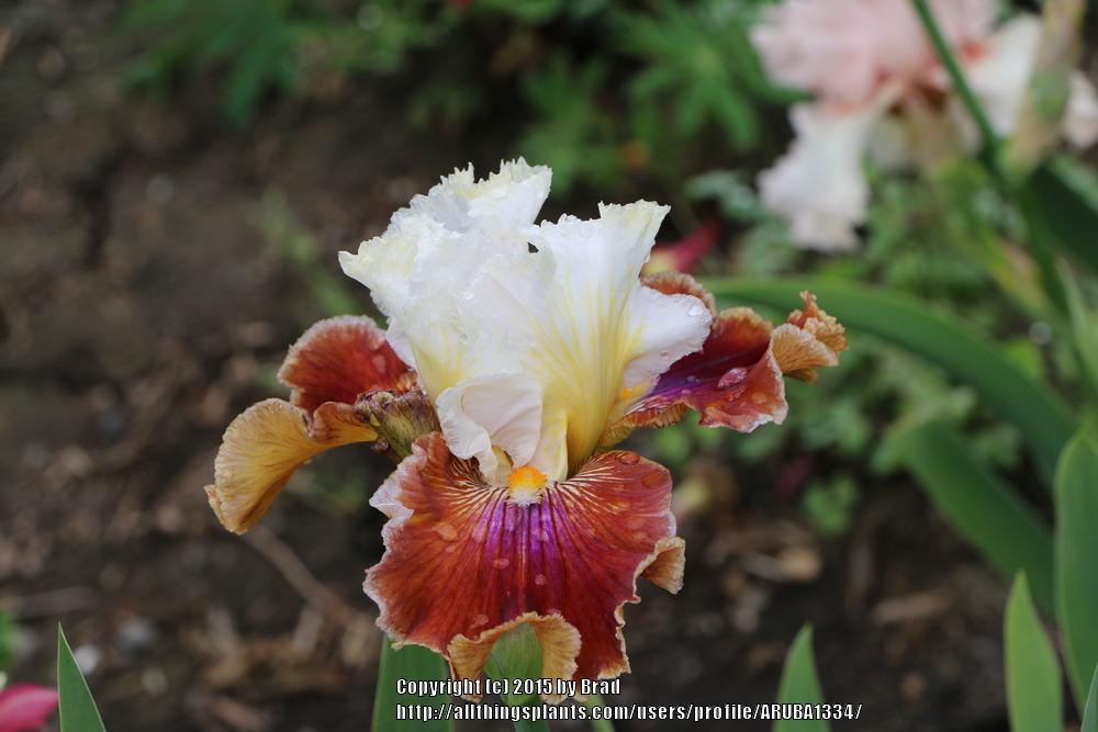 Photo of Tall Bearded Iris (Iris 'Blaze Valley') uploaded by ARUBA1334