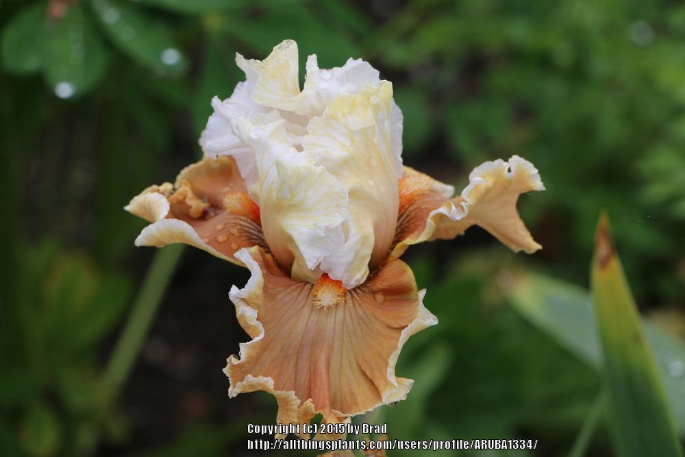 Photo of Tall Bearded Iris (Iris 'Outcaste') uploaded by ARUBA1334