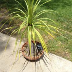 Location: Claremont, Ca
Date: May 13, 2015
Grown in a shallow pot, the fronds tend to stick up and out at cr
