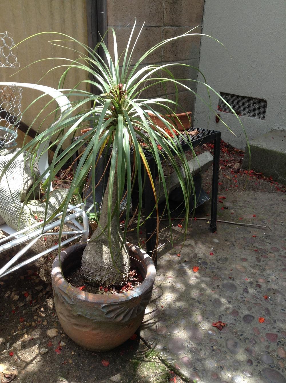 Photo of Pony Tail Palm (Beaucarnea recurvata 'Glauca') uploaded by BlondieRides