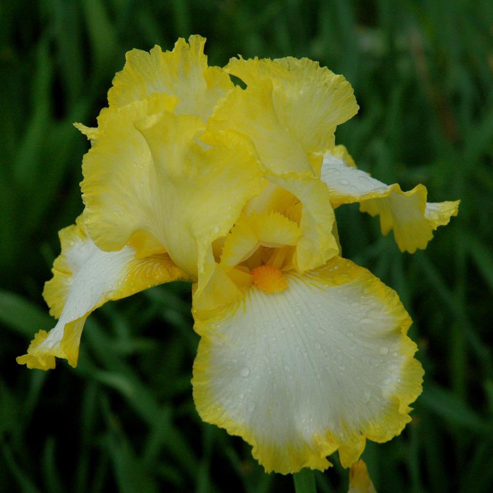 Photo of Irises (Iris) uploaded by Fleur569