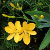 Iris Domestica Blackberry Lily - Iridaceae Family
