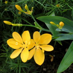 Location: Zone 5
Date: 2007-10-31 
Iris Domestica Blackberry Lily - Iridaceae Family