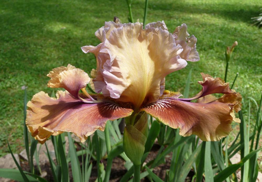 Photo of Tall Bearded Iris (Iris 'Mercy Marci') uploaded by Lestv