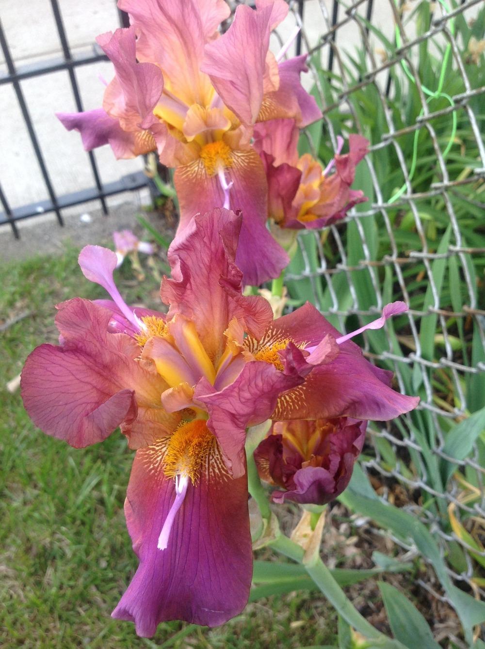 Photo of Tall Bearded Iris (Iris 'Horned Dragonfly') uploaded by Lilydaydreamer