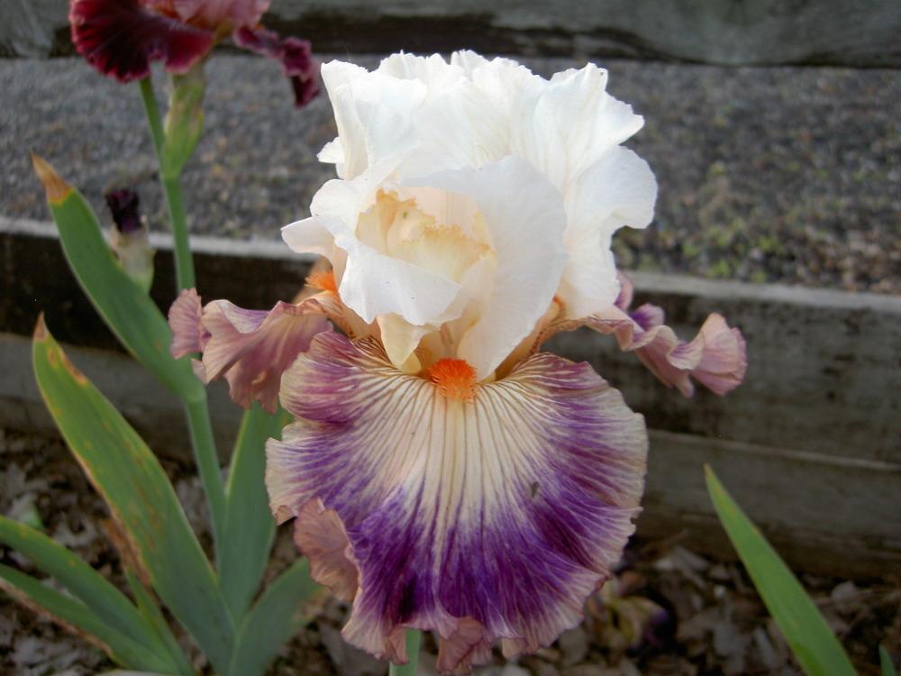 Photo of Tall Bearded Iris (Iris 'Pop Idol') uploaded by Muddymitts