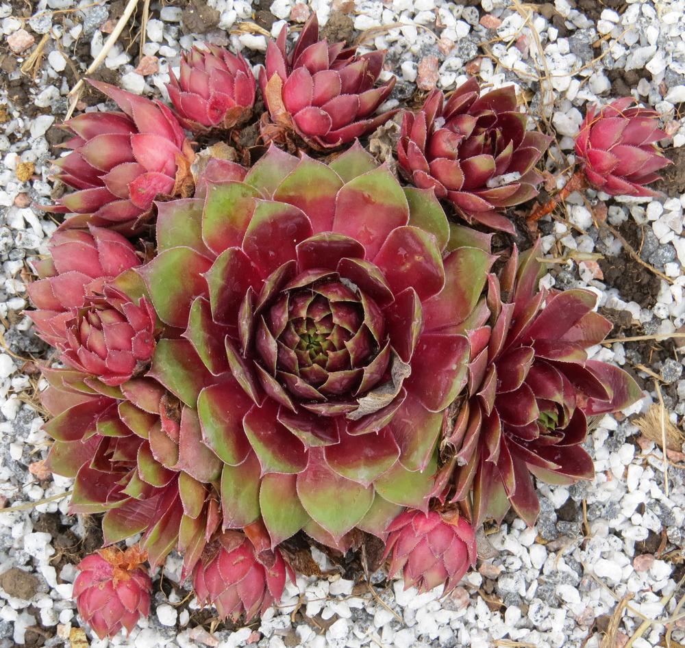 Photo of Hen and Chicks (Sempervivum 'Silver King') uploaded by Natalie