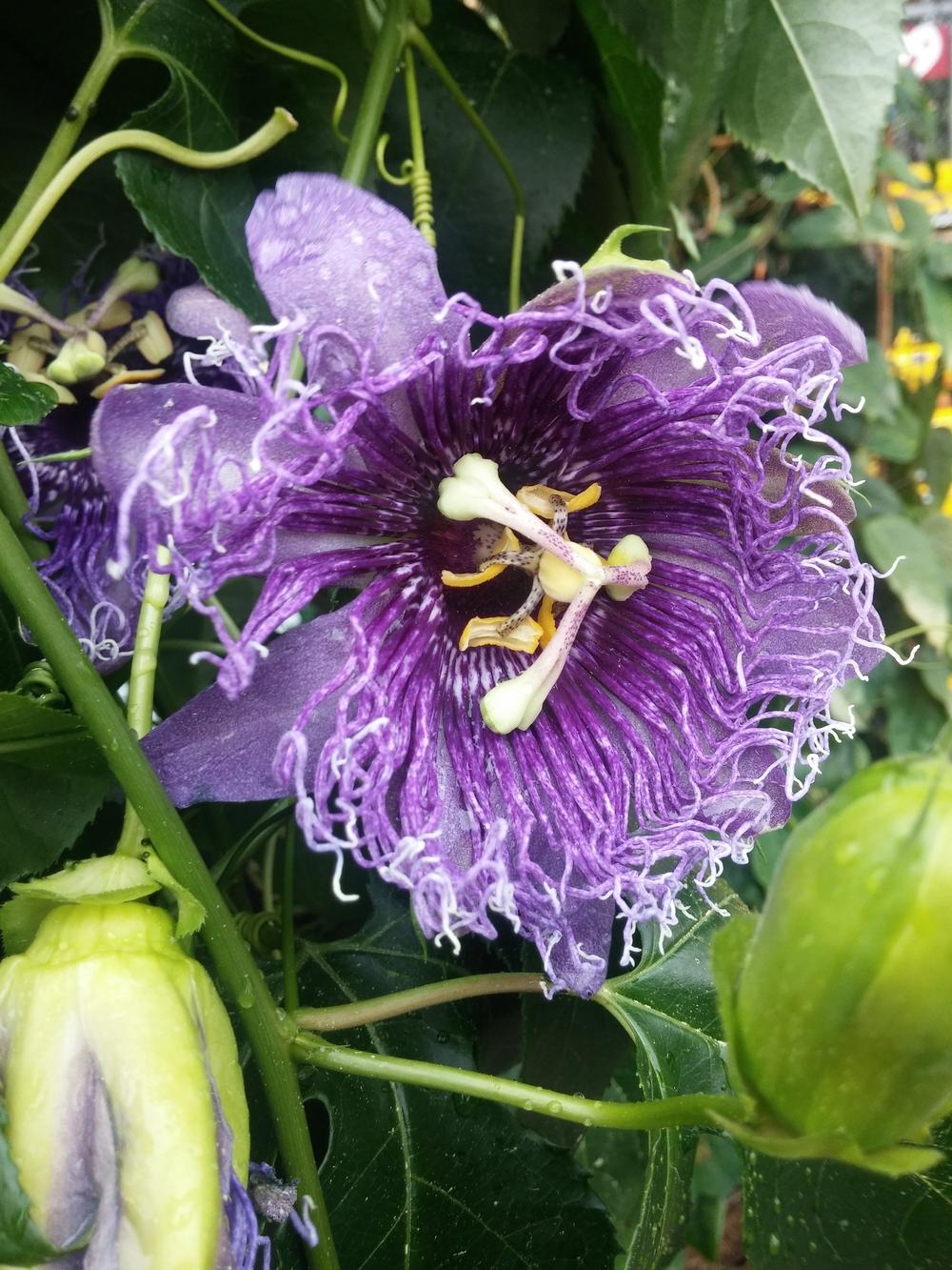 Photo of Passion Flower (Passiflora) uploaded by Stashia2289