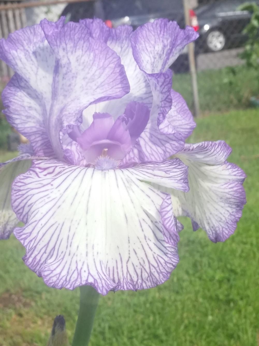Photo of Tall Bearded Iris (Iris 'Autumn Circus') uploaded by Stashia2289