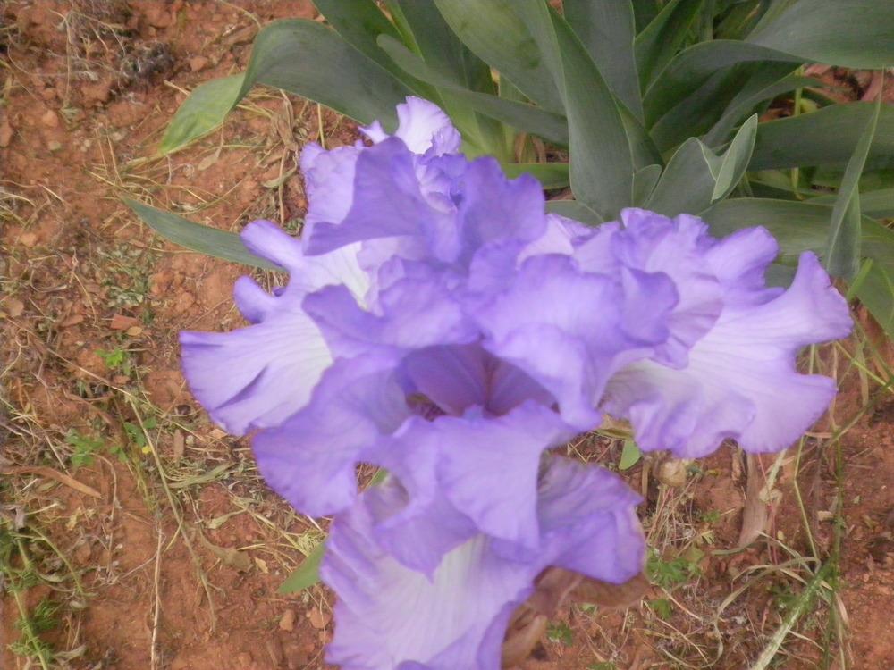 Photo of Tall Bearded Iris (Iris 'Blue Note Blues') uploaded by abigail