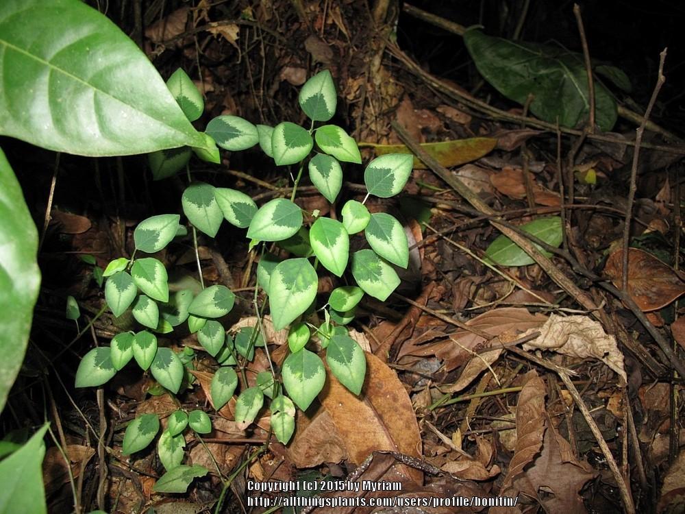 Photo of Euphorbia (Euphorbia graminea) uploaded by bonitin