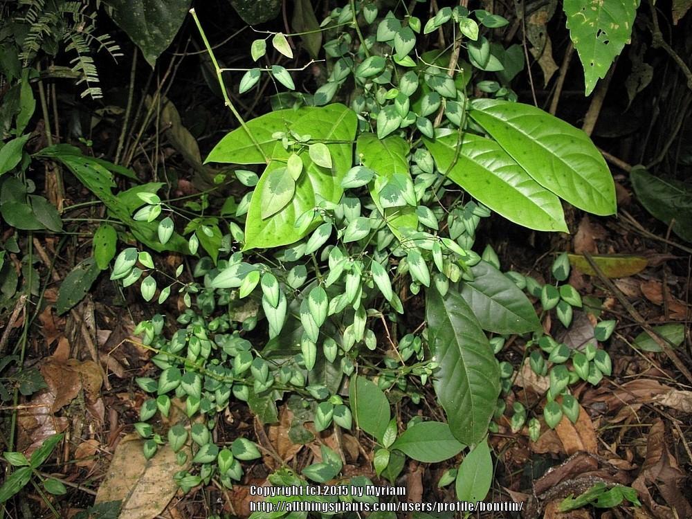 Photo of Euphorbia (Euphorbia graminea) uploaded by bonitin