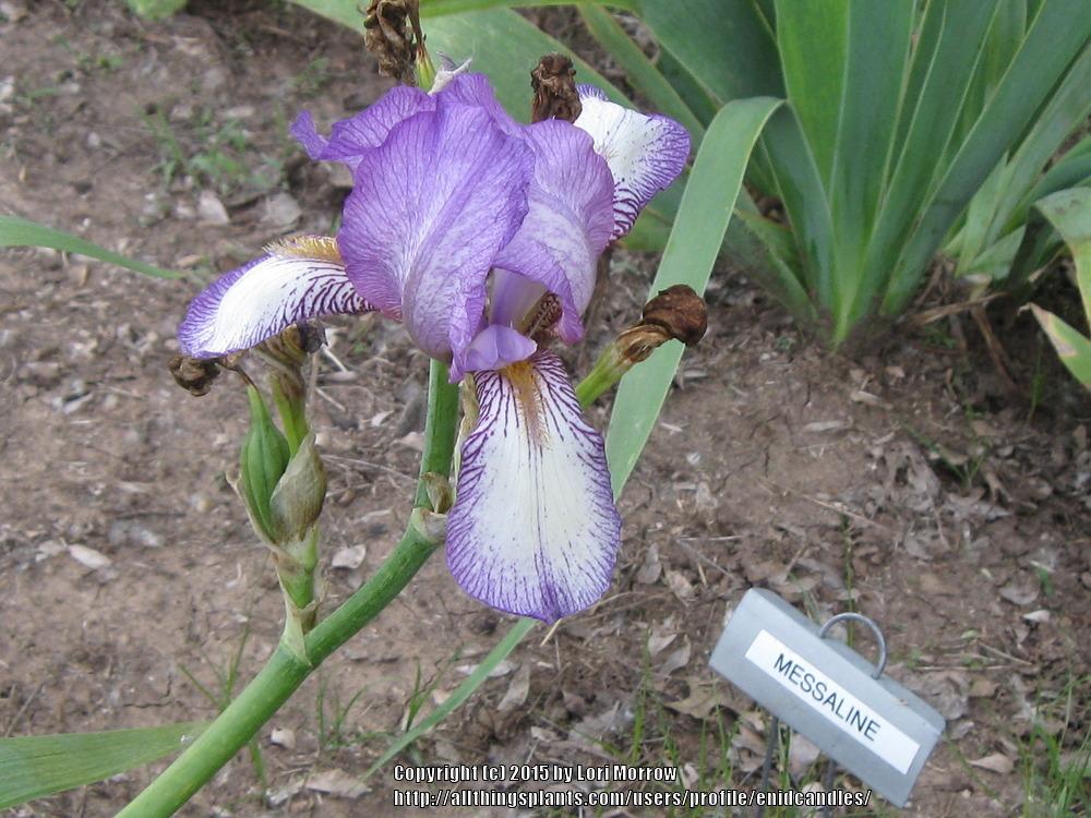 Photo of Tall Bearded Iris (Iris 'Mme. de Sevigne') uploaded by enidcandles