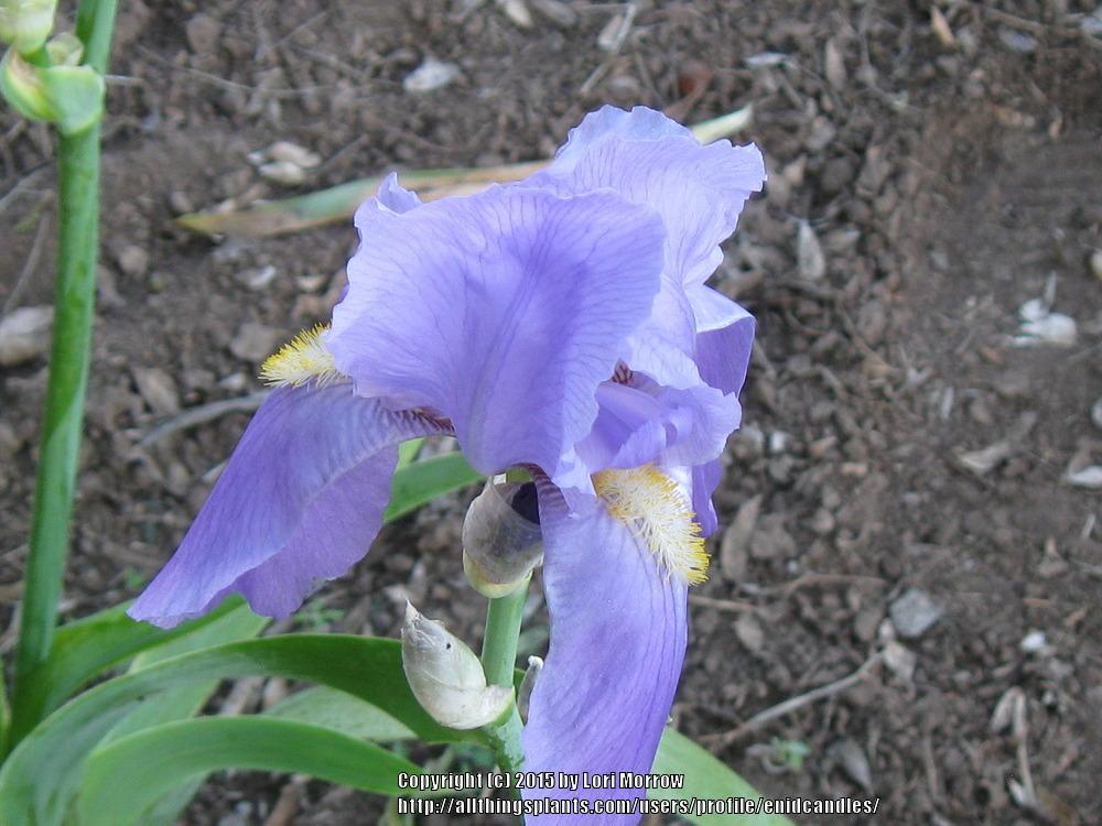 Photo of Tall Bearded Iris (Iris 'Gertrude') uploaded by enidcandles